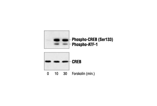 Western Blotting Image 1: Phospho-CREB (Ser133) Antibody