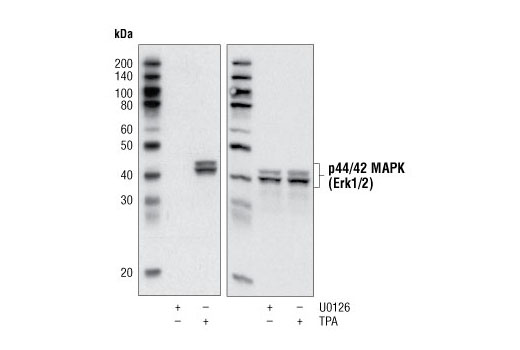 Western Blotting Image 1: p44/42 MAPK (Erk1/2) Control Cell Extracts