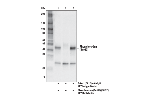 Immunoprecipitation Image 1: Phospho-c-Jun (Ser63) (E6I7P) XP® Rabbit mAb