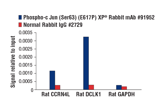 Chromatin Immunoprecipitation Image 1: Phospho-c-Jun (Ser63) (E6I7P) XP® Rabbit mAb