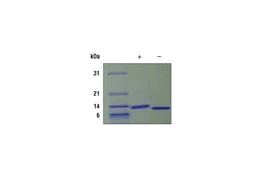 Image 2: Human IL-9 Recombinant Protein
