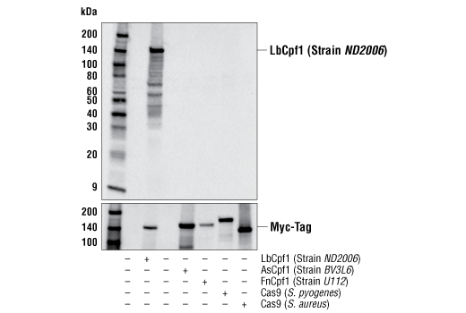 Western Blotting Image 1: LbCpf1/Cas12a (Strain ND2006) (2D5-6G11) Mouse mAb