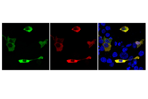 Immunofluorescence Image 1: LbCpf1/Cas12a (Strain ND2006) (2D5-6G11) Mouse mAb