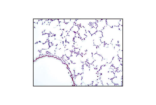 Immunohistochemistry Image 2: Phospho-CREB (Ser133) (87G3) Rabbit mAb