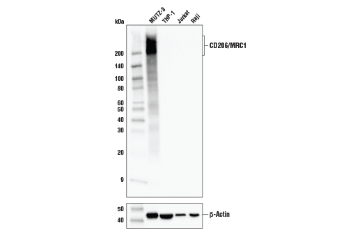 Image 9: Suppressive Myeloid Cell Phenotyping IHC Antibody Sampler Kit