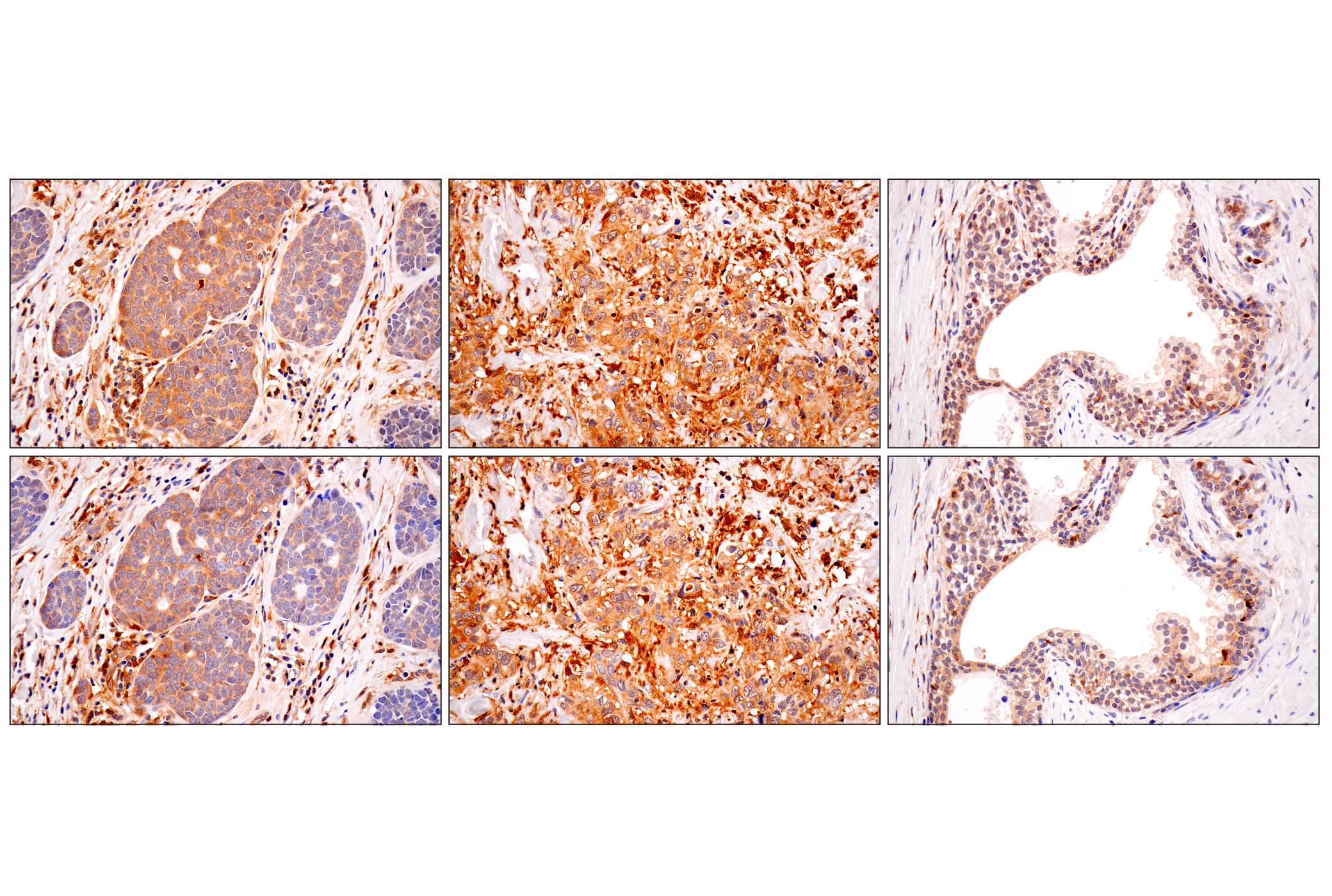 Immunohistochemistry Image 7: TRIM21 (D1O1D) Rabbit mAb