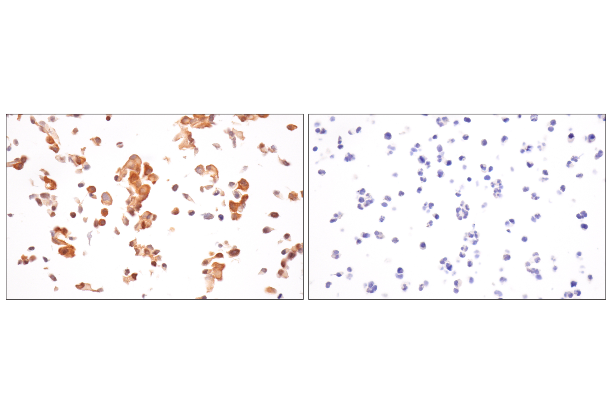 Immunohistochemistry Image 9: TRIM21 (D1O1D) Rabbit mAb