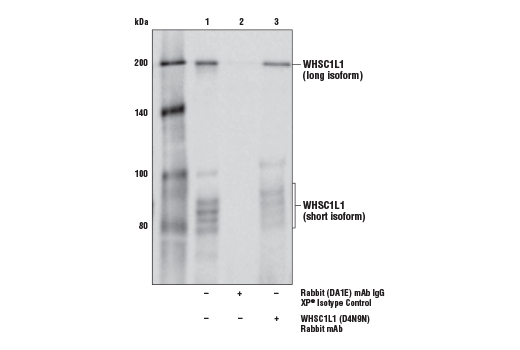 Immunoprecipitation Image 1: WHSC1L1 (D4N9N) Rabbit mAb