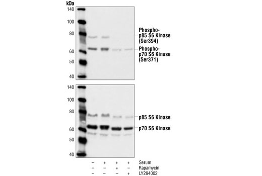  Image 12: mTOR Substrates Antibody Sampler Kit