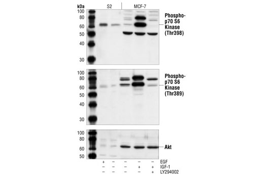 Western Blotting Image 1: Phospho-Drosophila p70 S6 Kinase (Thr398) Antibody