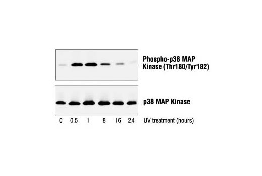Western Blotting Image 2: Phospho-p38 MAPK (Thr180/Tyr182) Antibody