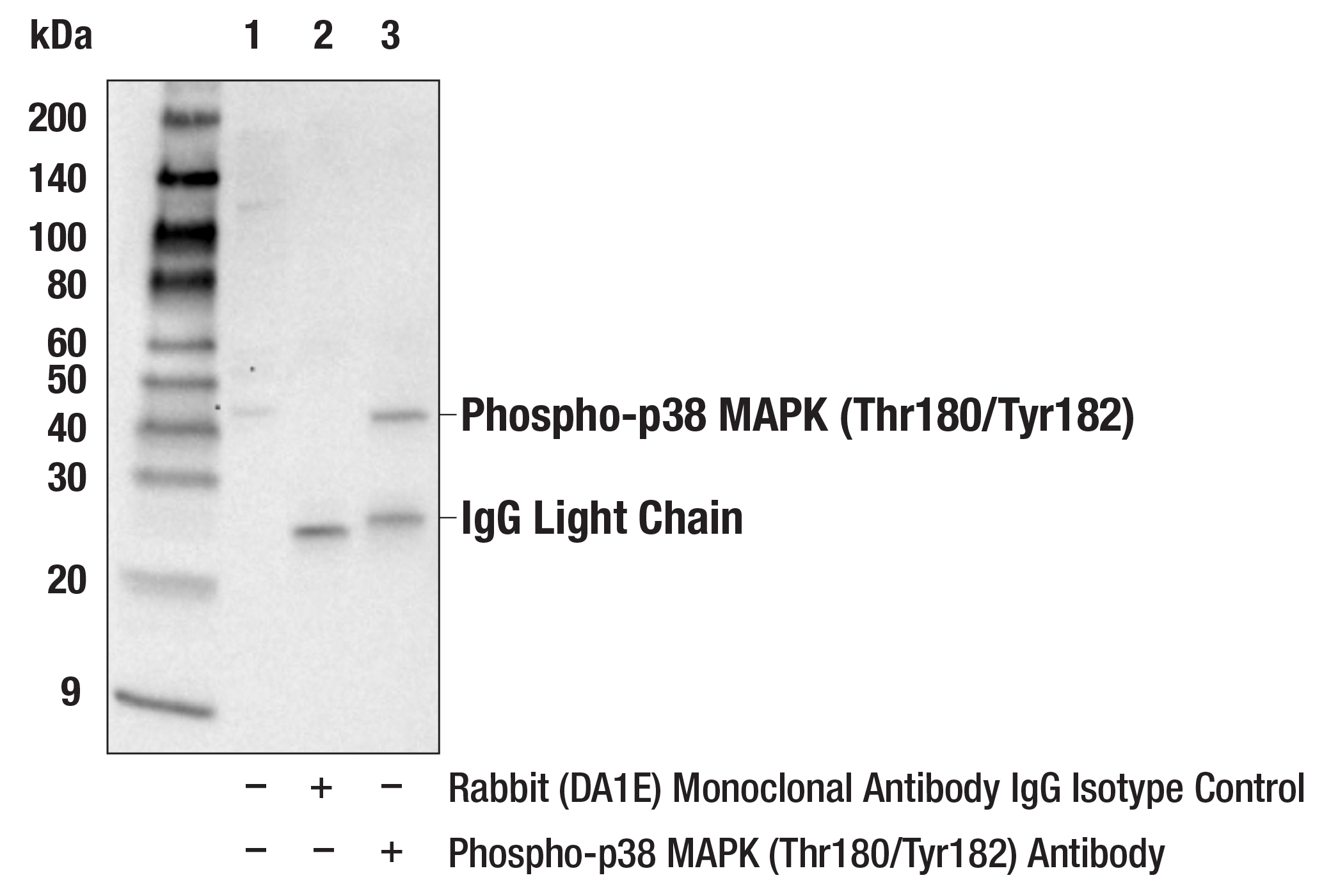 Immunoprecipitation Image 1: Phospho-p38 MAPK (Thr180/Tyr182) Antibody