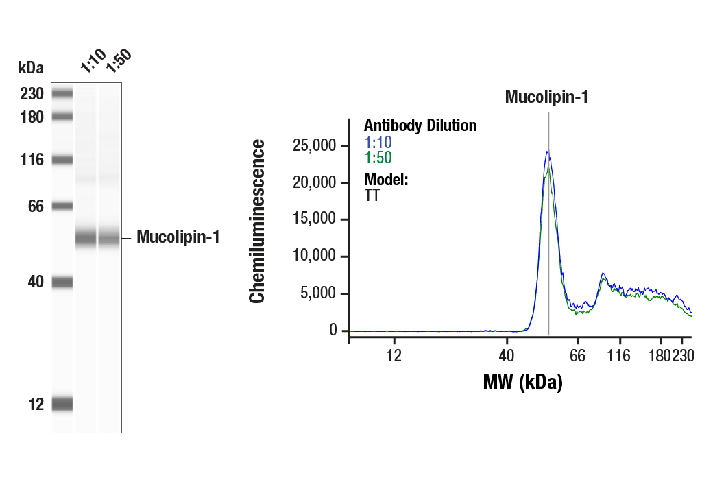 Western Blotting Image 2: Mucolipin-1 Antibody