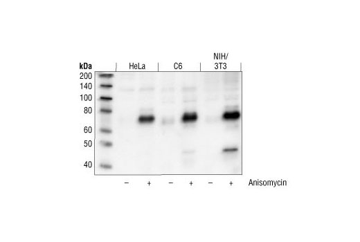  Image 3: PhosphoPlus® ATF-2 (Thr71) Antibody Kit