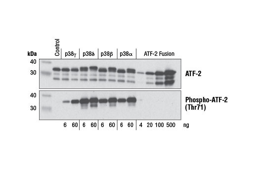  Image 2: ATF-2 Fusion Protein