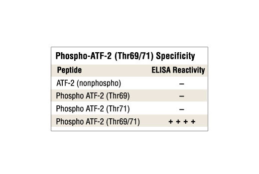  Image 1: Phospho-ATF-2 (Thr69/71) Antibody