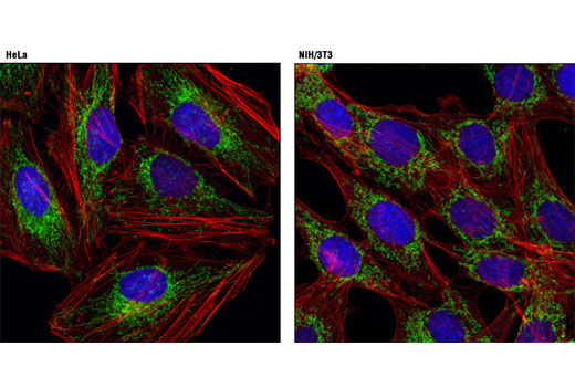 Immunofluorescence Image 1: Mitofusin-2 (D2D10) Rabbit mAb (BSA and Azide Free)