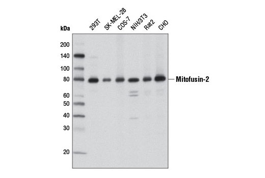 Western Blotting Image 1: Mitofusin-2 (D2D10) Rabbit mAb (BSA and Azide Free)