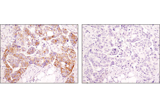 Immunohistochemistry Image 3: Mitofusin-2 (D2D10) Rabbit mAb (BSA and Azide Free)
