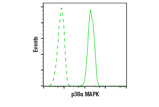  Image 1: p38α MAPK (L53F8) Mouse mAb