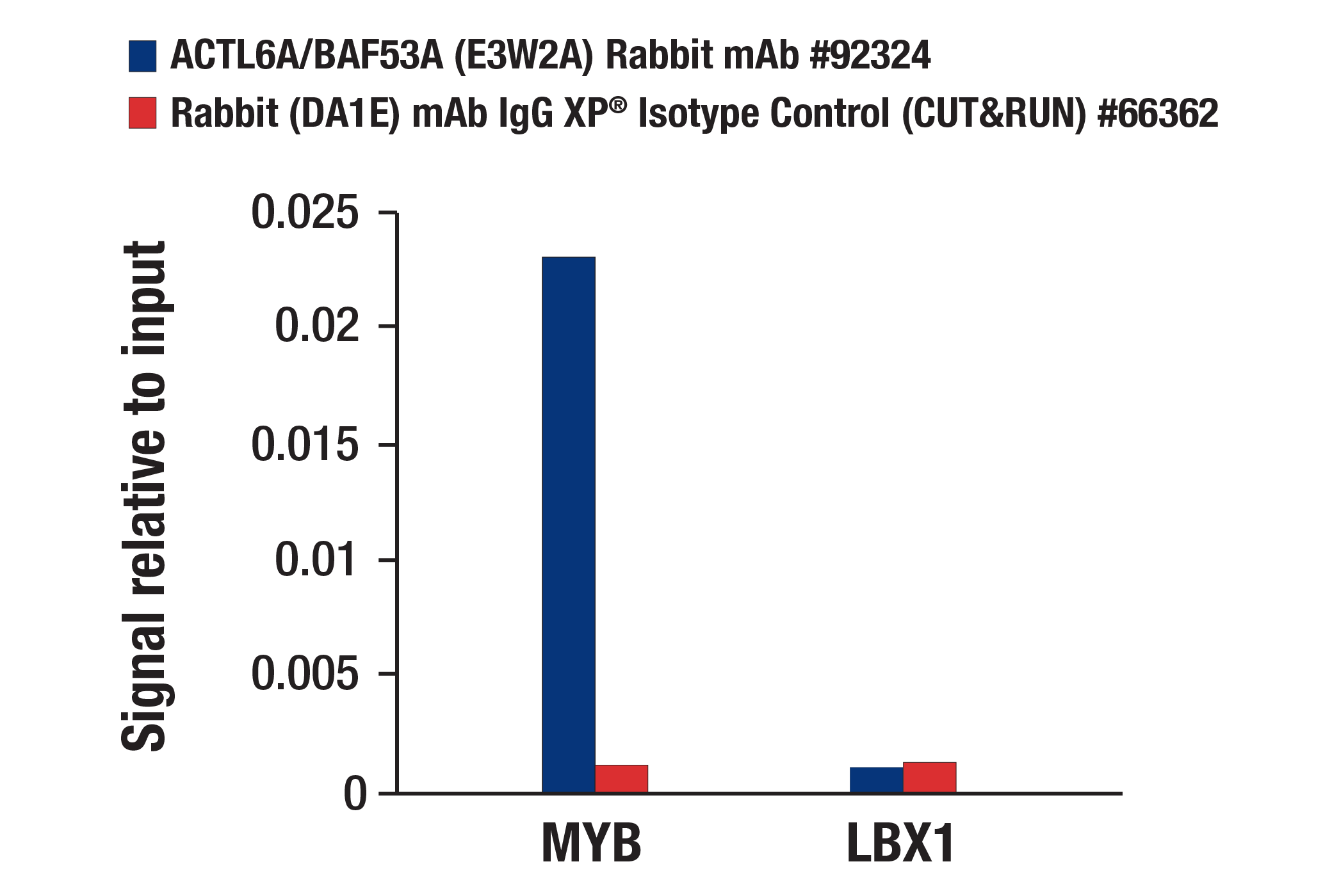 CUT and RUN Image 3: ACTL6A/BAF53A (E3W2A) Rabbit mAb
