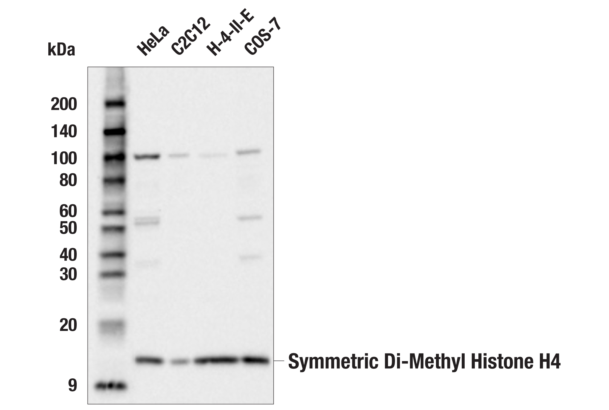 Western Blotting Image 1: Symmetric Di-Methyl Histone H4 (Arg3) (E5Z6W) Rabbit mAb
