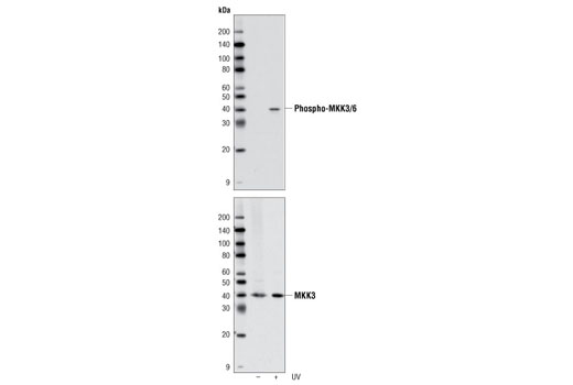 Western Blotting Image 1: MKK3/MKK6 Control Cell Extracts