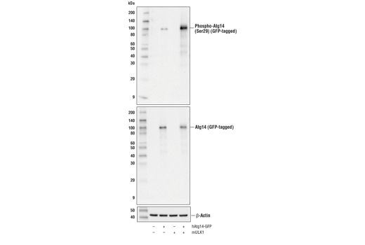  Image 1: PhosphoPlus® Atg14 (Ser29) Antibody Duet
