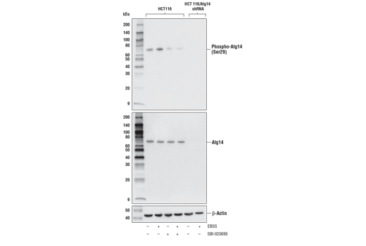  Image 3: PhosphoPlus® Atg14 (Ser29) Antibody Duet