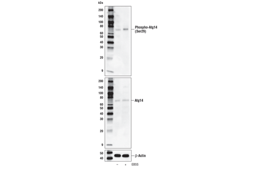  Image 7: PhosphoPlus® Atg14 (Ser29) Antibody Duet