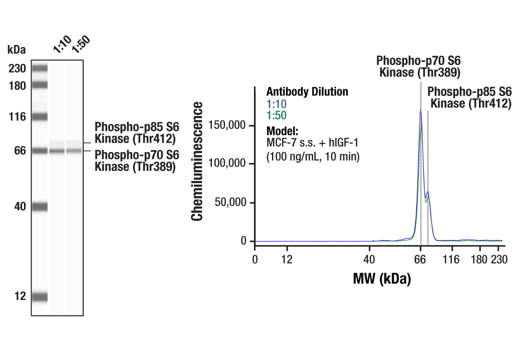  Image 1: PhosphoPlus® p70 S6 Kinase (Thr389, Thr421/Ser424) Antibody Kit