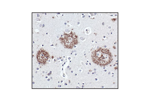 Immunohistochemistry Image 2: APP/β-Amyloid (NAB228) Mouse mAb (BSA and Azide Free)