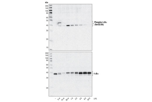  Image 2: PhosphoPlus® IκBα (Ser32/Ser36) Antibody Duet
