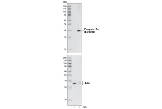  Image 4: PhosphoPlus® IκBα (Ser32/Ser36) Antibody Duet
