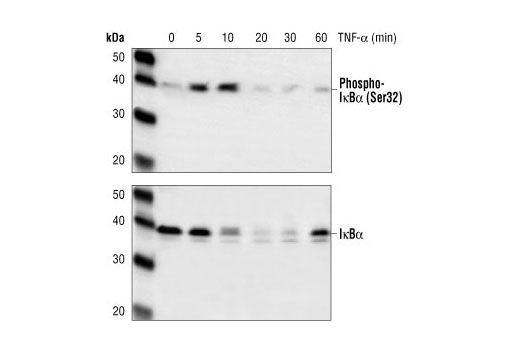 Western Blotting Image 2: IκBα (112B2) Mouse mAb (Carboxy-terminal Antigen)