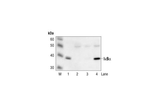 Immunoprecipitation Image 1: IκBα (112B2) Mouse mAb (Carboxy-terminal Antigen)