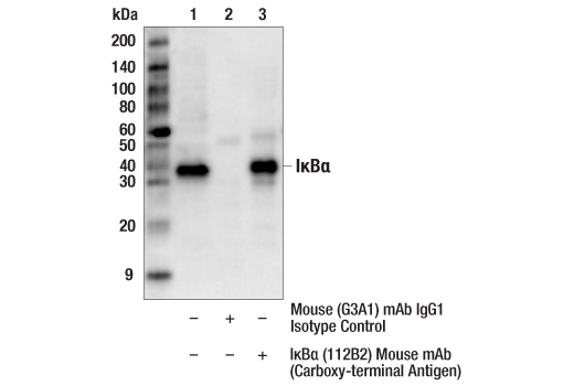 Immunoprecipitation Image 1: IκBα (112B2) Mouse mAb (Carboxy-terminal Antigen)