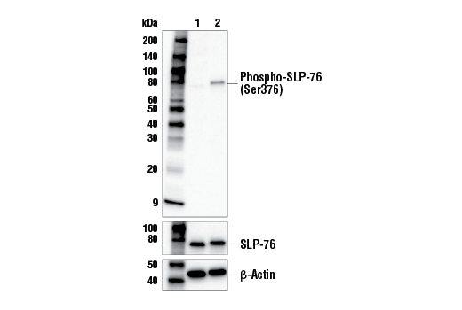  Image 2: Human CD3ε Activating (OKT3) Mouse mAb (Low Endotoxin, Azide-free)