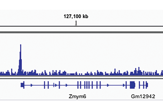 Chromatin Immunoprecipitation Image 1: TET2 (D9K3E) Rabbit mAb (Mouse Specific)