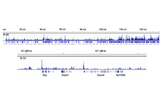 Chromatin Immunoprecipitation Image 2: TET2 (D9K3E) Rabbit mAb (Mouse Specific)