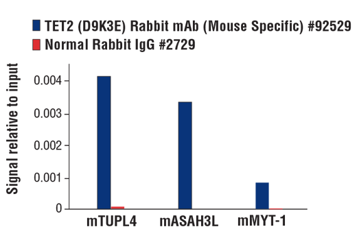 Chromatin Immunoprecipitation Image 3: TET2 (D9K3E) Rabbit mAb (Mouse Specific)