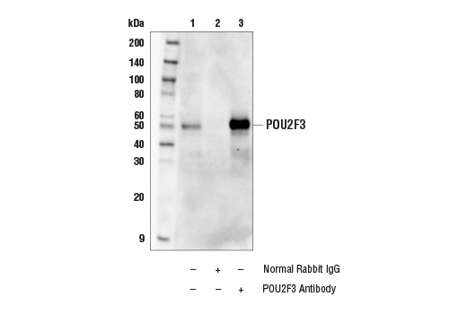 Immunoprecipitation Image 1: POU2F3 Antibody