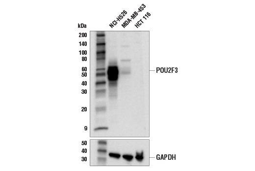 Western Blotting Image 1: POU2F3 Antibody