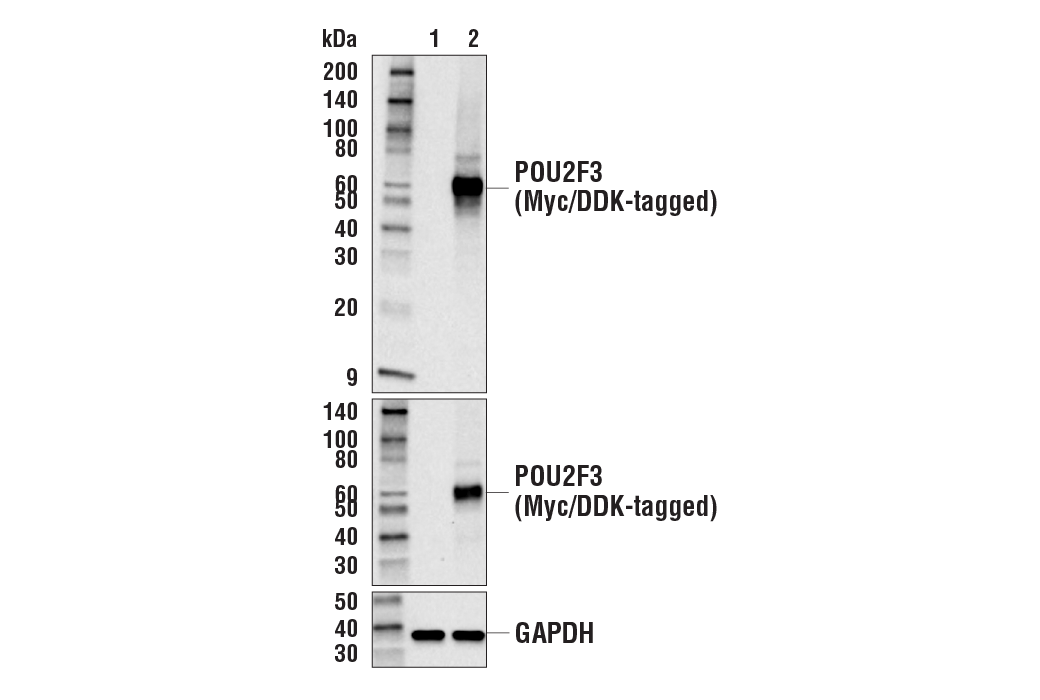 Western Blotting Image 2: POU2F3 Antibody