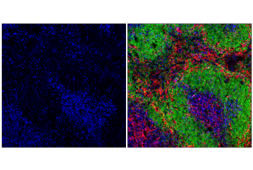 Immunofluorescence Image 1: CD4 (RM4-5) Rat mAb (violetFluor™ 450 Conjugate)