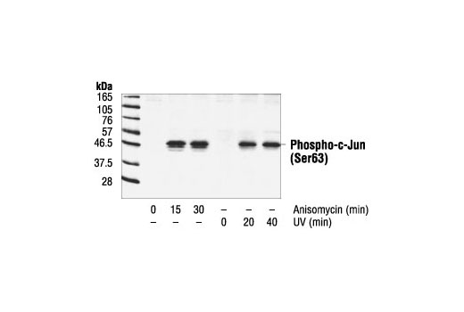 Western Blotting Image 1: Phospho-c-Jun (Ser63) II Antibody