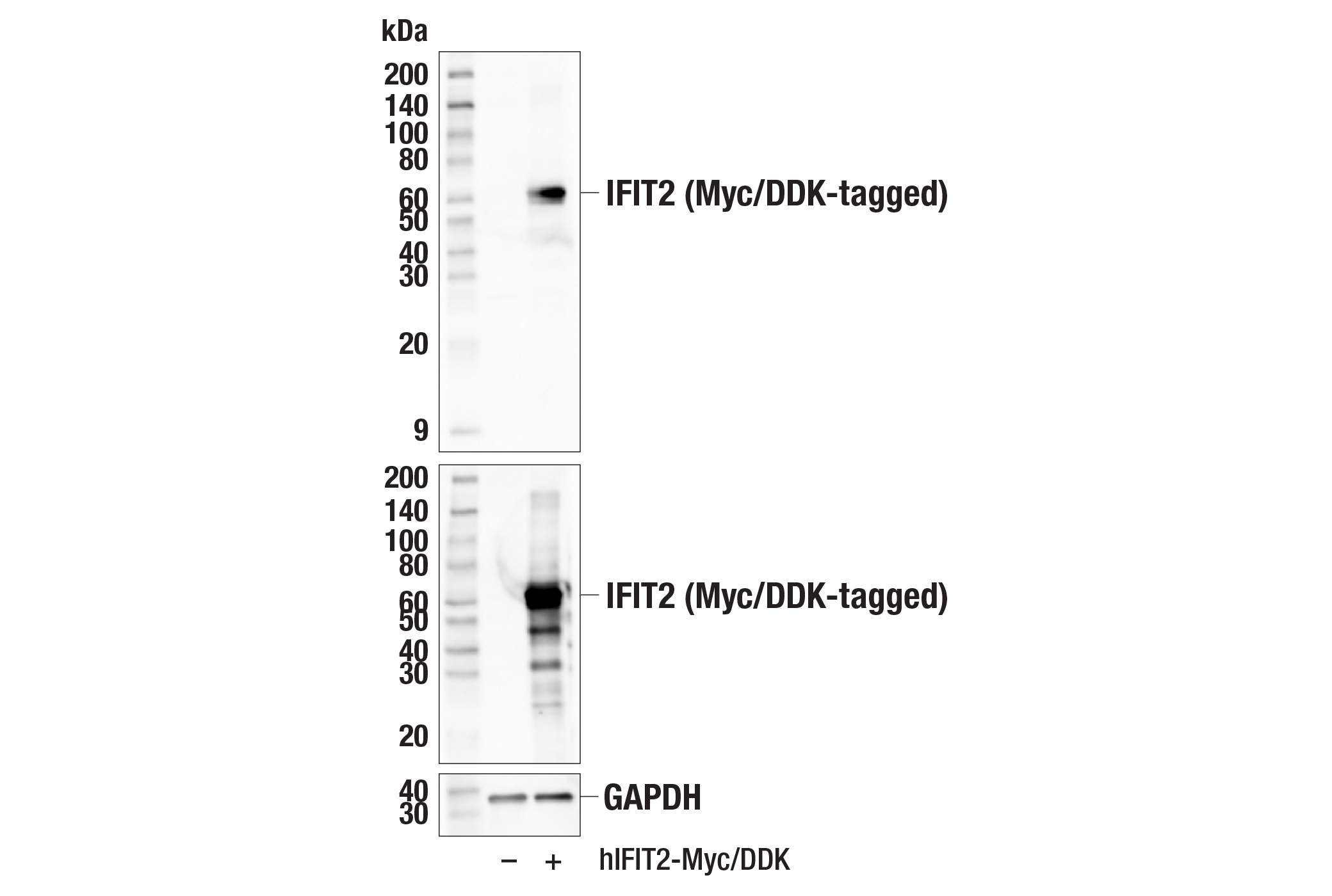 Western Blotting Image 2: IFIT2 Antibody