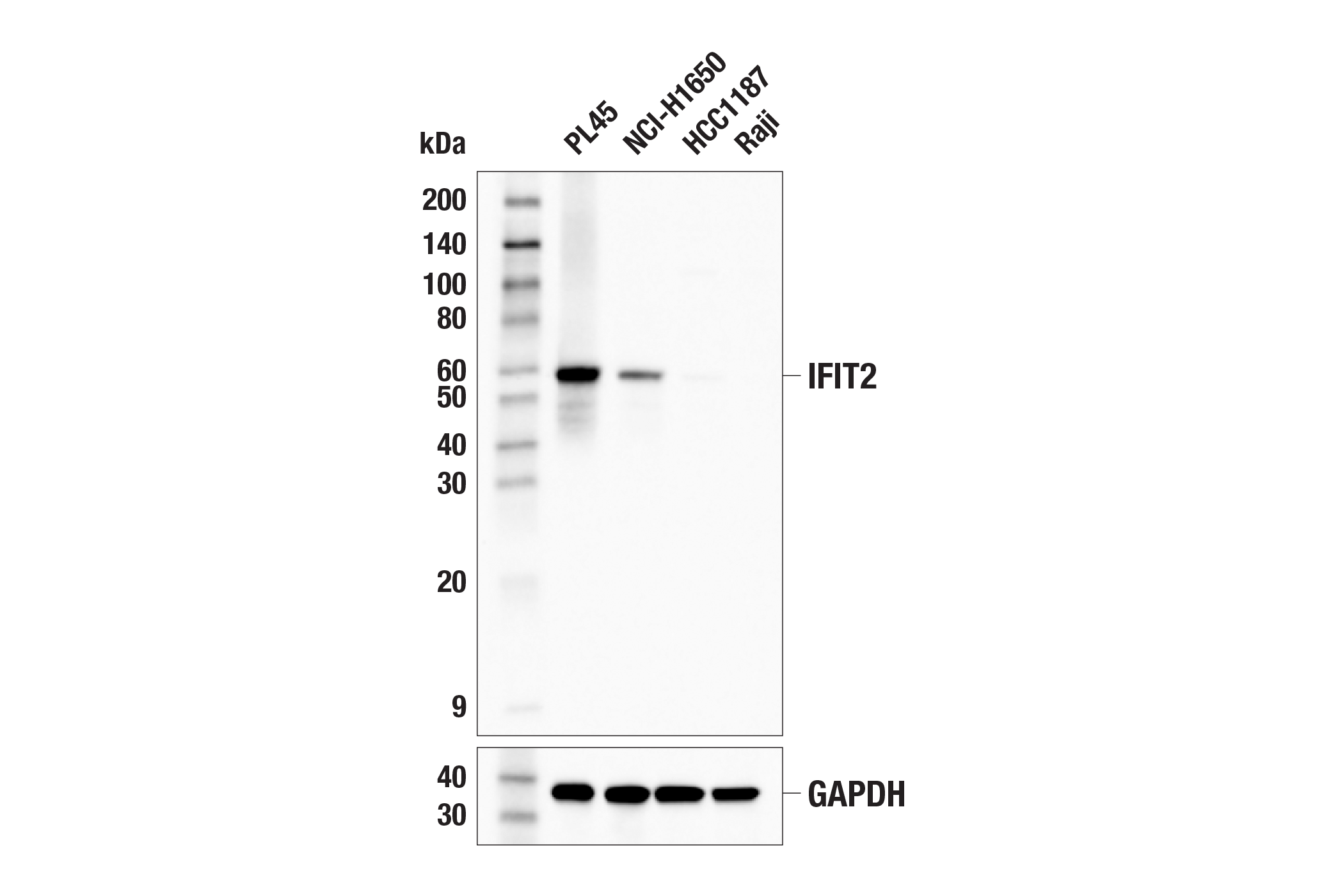 Western Blotting Image 1: IFIT2 Antibody
