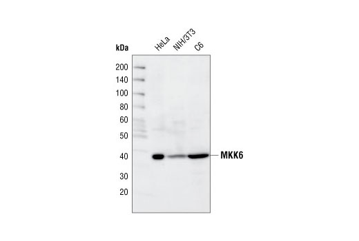Western Blotting Image 1: MKK6 Antibody