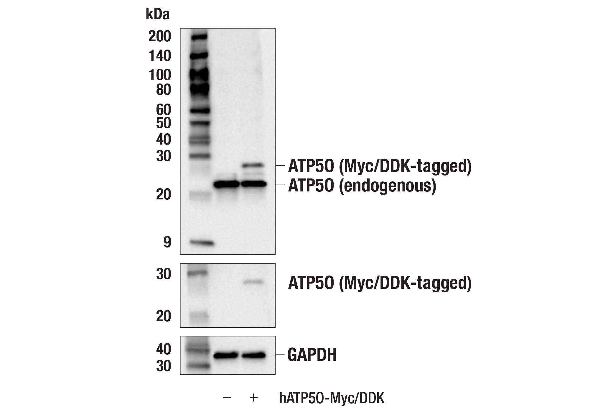 Western Blotting Image 2: ATP5O (E7F4U) Rabbit mAb